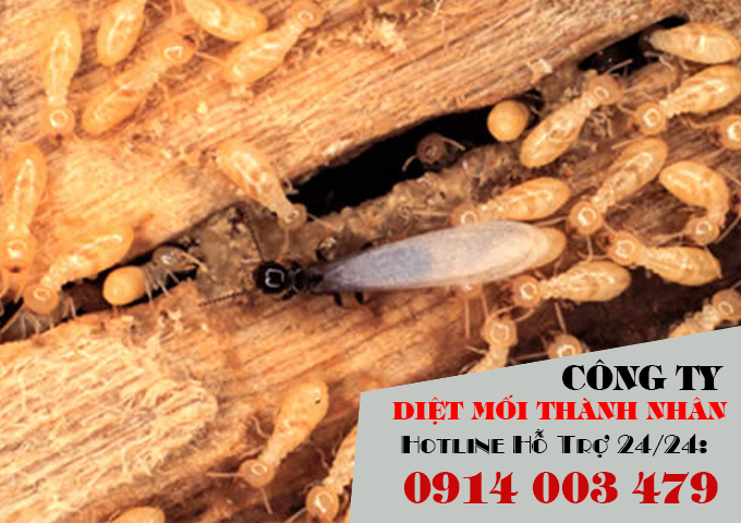 Diệt mối tận gốc hiệu quả Quảng Nam